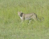 Leopard-011413-Maasai Mara National Reserve, Kenya-#4268.jpg