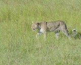 Leopard-011413-Maasai Mara National Reserve, Kenya-#4284.jpg