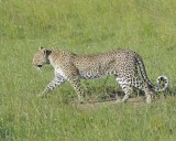 Leopard-011413-Maasai Mara National Reserve, Kenya-#4311.jpg