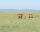 Lion, Male, 3-011413-Maasai Mara National Reserve, Kenya-#0106.jpg