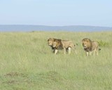 Lion, Male, 3-011413-Maasai Mara National Reserve, Kenya-#0108.jpg