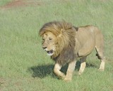 Lion, Male-011413-Maasai Mara National Reserve, Kenya-#0188.jpg