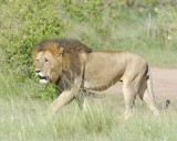 Lion, Male-011413-Maasai Mara National Reserve, Kenya-#2165.jpg