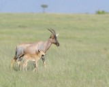 Topi, Female & Calf-011413-Maasai Mara National Reserve, Kenya-#1518.jpg