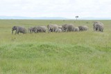 Elephant, African, Herd-011513-Maasai Mara National Reserve, Kenya-#2233.jpg