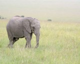 Elephant, African, Juvenile-011513-Maasai Mara National Reserve, Kenya-#0491.jpg