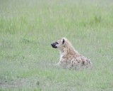 Hyena, Spotted-011513-Maasai Mara National Reserve, Kenya-#1149.jpg