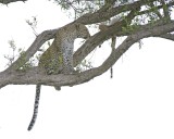 Leopard, in tree with Impala kill-011513-Maasai Mara National Reserve, Kenya-#2847.jpg