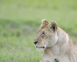 Lion, Female-011513-Maasai Mara National Reserve, Kenya-#1631.jpg