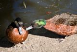 Avifauna Bird Park