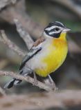 Golden Breasted Bunting