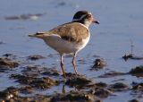 Threebanded Plover