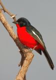 Crimsonbreasted Boubou