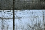 Snow Geese & Tundra Swans