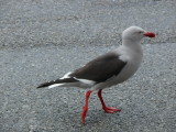 More wildlife - a dolphin gull
