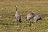 Family of Common Cranes