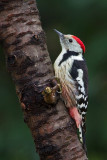 Middle Spotted Woodpecker