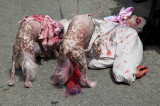Zombie dogs feasting on the entrails...