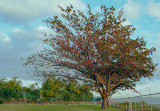 Talisay Tree.jpg