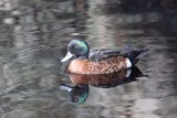 Chestnut Teal (Anas castanea) -- male