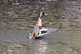 Chestnut Teal (Anas castanea) -- male