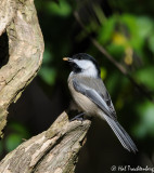 Black-capped Chickadee.jpg