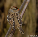 Juvenile White-crowned Sparrow.jpg