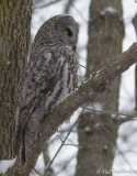 Great Gray Owl-2.jpg