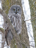 Great Gray Owl.jpg