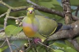 Orange Breasted Green Pigeon