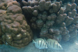 20121008 - Tahaa (AW) - 0019.jpg