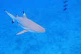 20121009 - Bora Bora (AW) - 0040.jpg