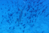 20121009 - Bora Bora (AW) - 0041.jpg