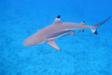 20121009 - Bora Bora (AW) - 0052.jpg