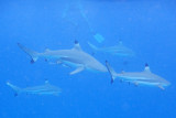 20121009 - Bora Bora (AW) - 0055.jpg