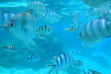 20121009 - Bora Bora (AW) - 0121.jpg