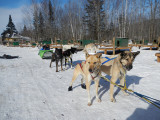 20130125 - Kathy & Emily Dog Sled Weekend - 066.jpg
