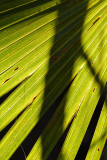20130218 - Six Mile Cypress Slough - 0075.jpg