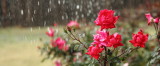 Rain & Roses - Motion Stopped