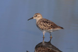 Least Sandpiper