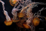 Pacific Sea Nettle