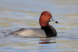 Redhead 