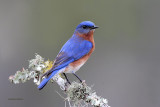 Eastern Bluebird