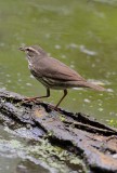 Northern Waterthrush