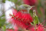 Tennessee Warbler