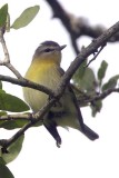 Philadelphia Vireo