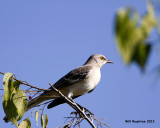 _MG_7871_Mockingbird.jpg