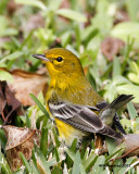 _MG_8668_PineWarbler.jpg