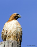 _MG_9645_RedtailedHawk.jpg