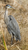 _MG_9661_GreatBlueHeron.jpg